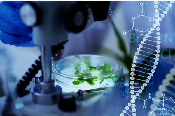 Aisha Saud Al-Shammari